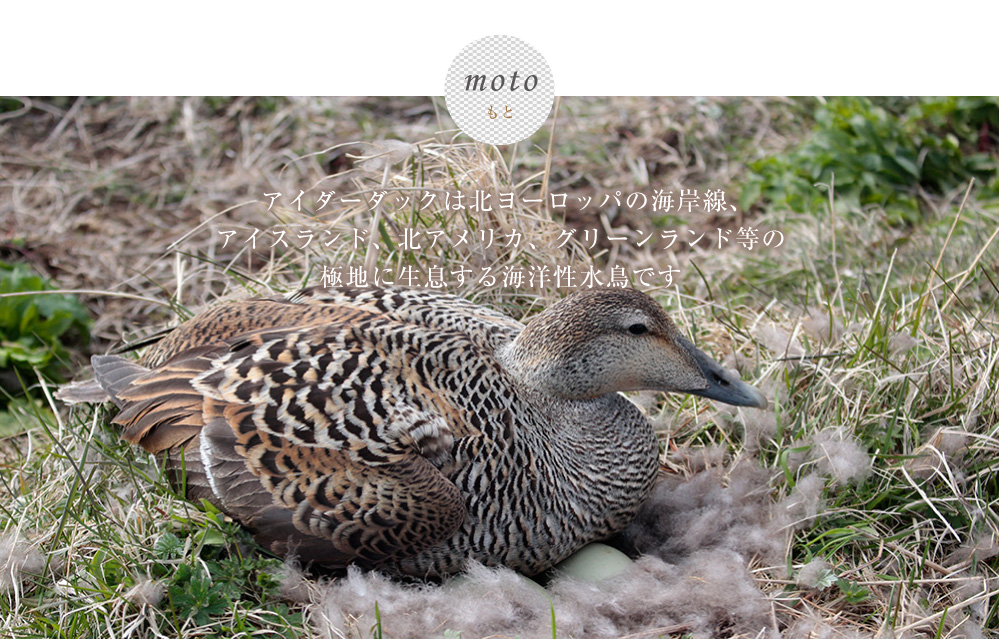 eider_moto