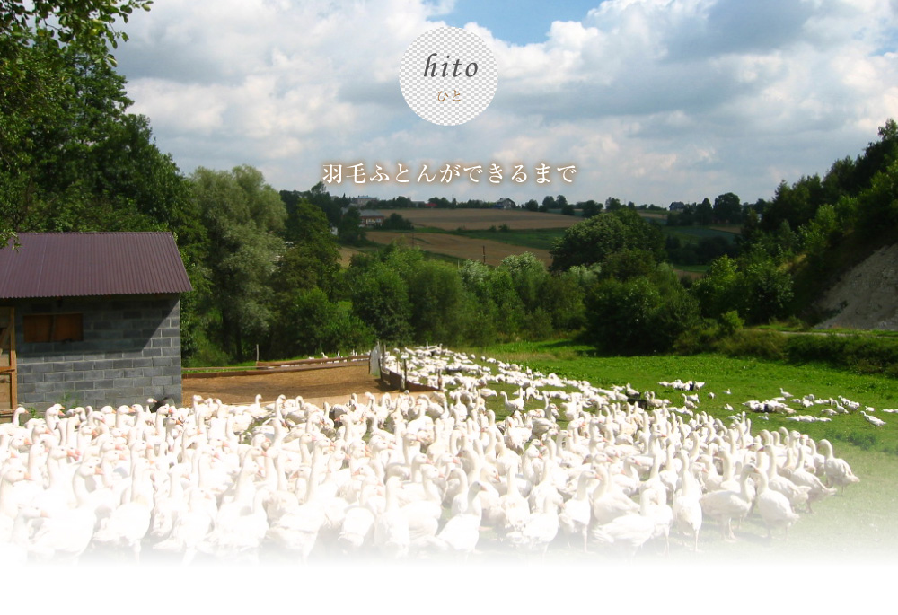 feather_hito