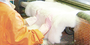 mouton02