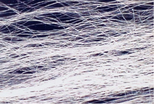 silk_photo