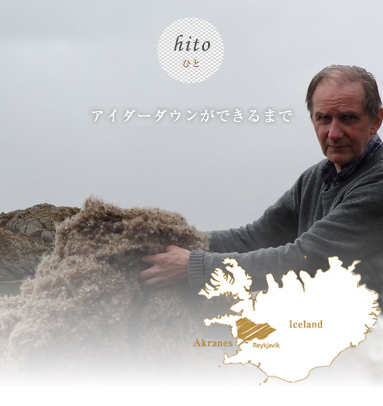 eider_hito
