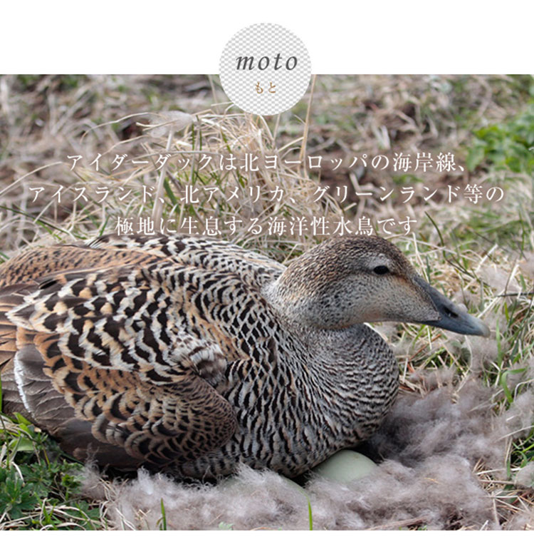 eider_moto