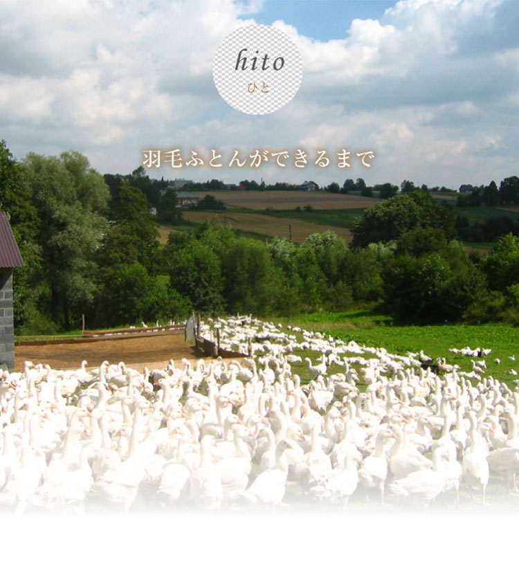 feather_hito