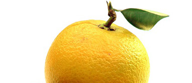 ganbanyoku_fruits