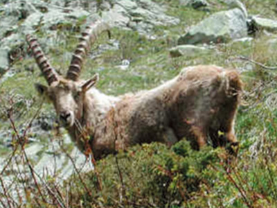 IBEX6